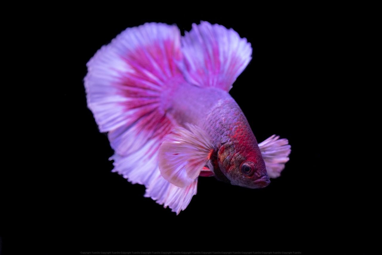 Close-up of a vibrant pink Betta fish with flowing fins against a black background.
