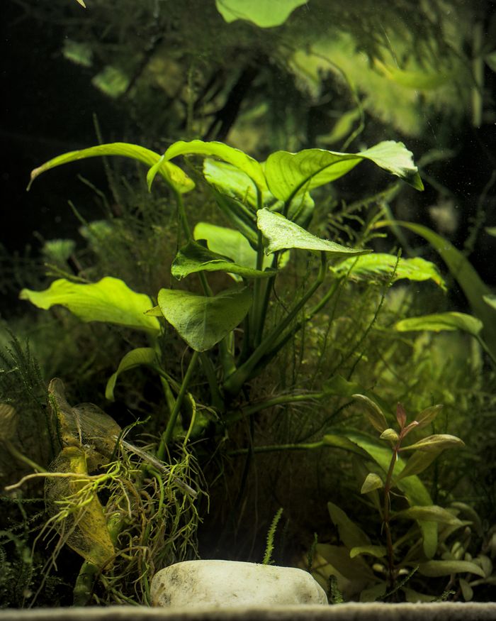 Vibrant green aquarium plants with detailed textures, creating a serene aquatic environment.