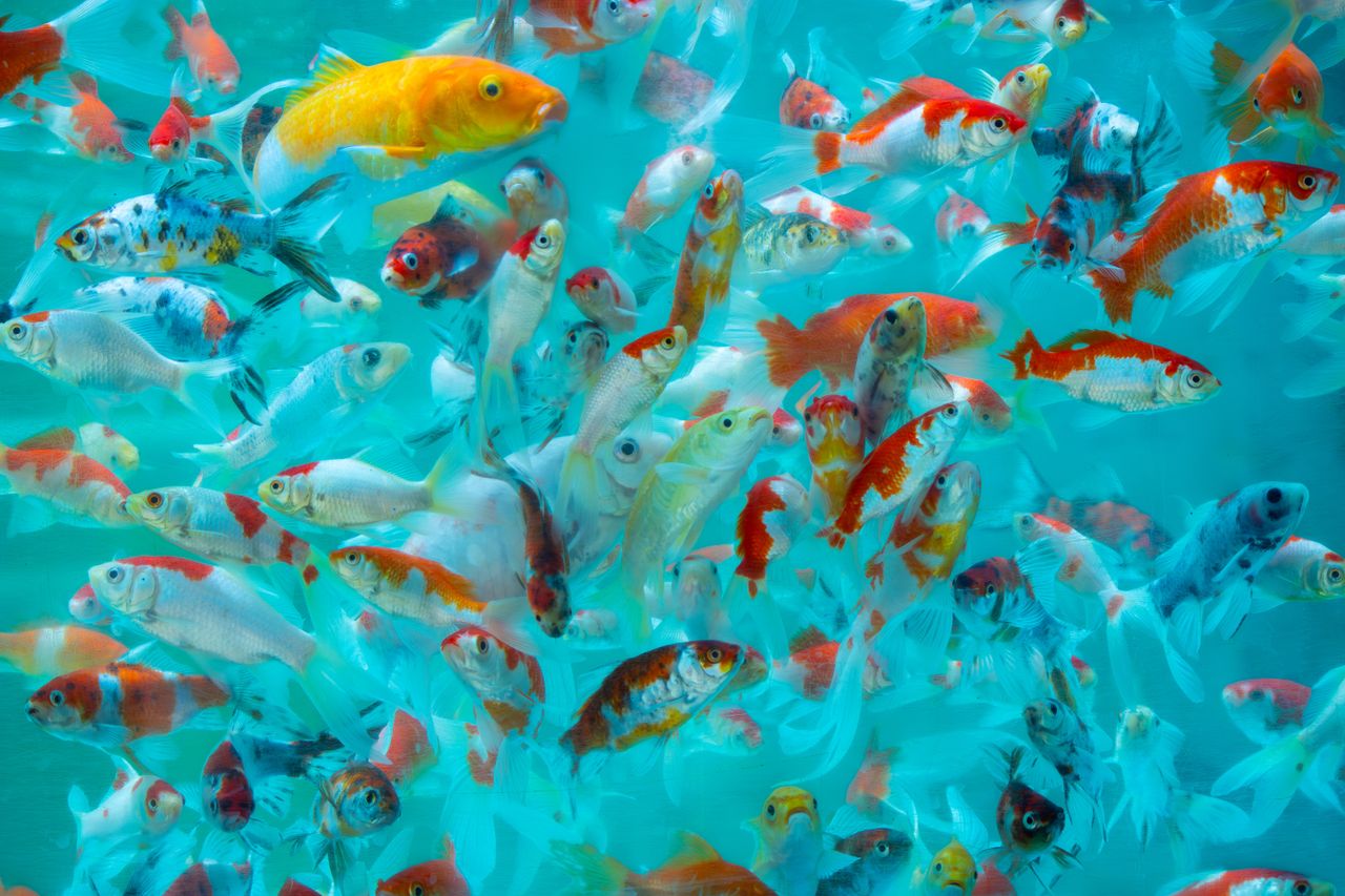 A captivating display of colorful koi fish in a serene aqua setting, showcasing aquatic beauty.