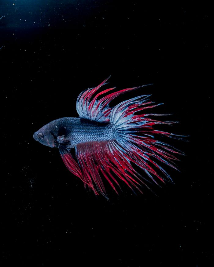 Close-up of a colorful Betta fish with flowing red and blue fins on a dark background.