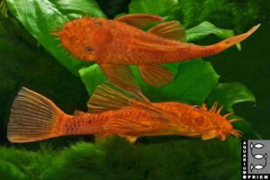 antennenwels roter ancistrus spec priem 1024x683