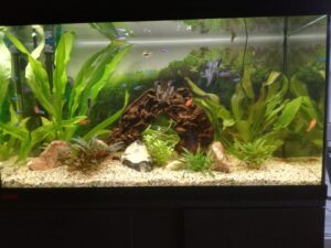aquarium dohmen 1024x768