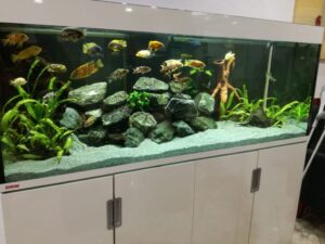 aquarium klinik kurpark 1024x768