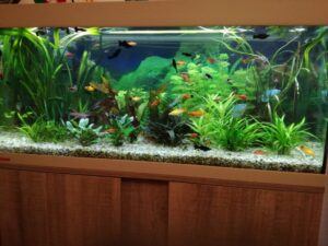 aquarium sänger 1024x768