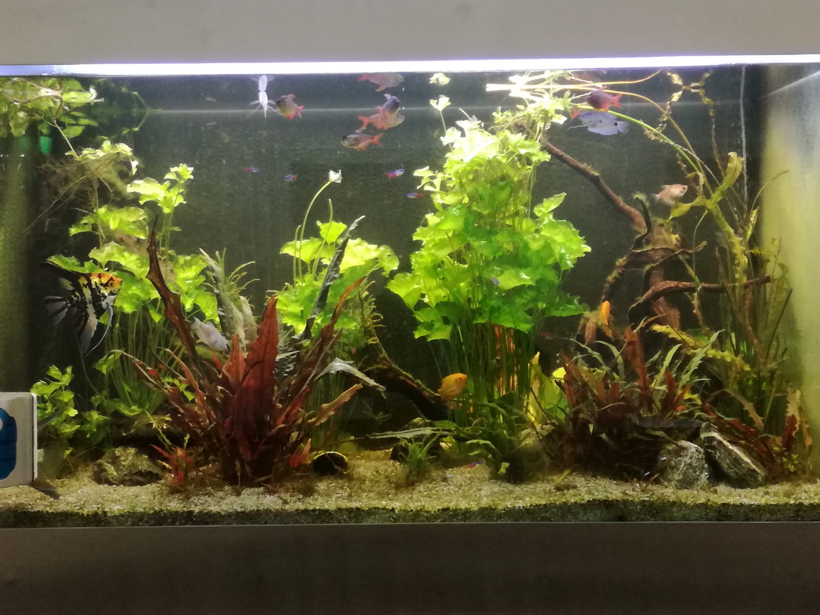 Home aquarium trentmann 1024x768