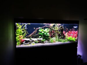 aquarium wortmeier 1024x768