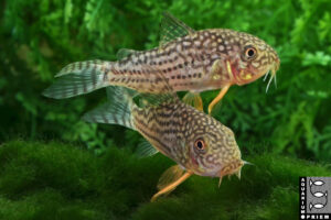 gelbflossen panzerwels corydoras sterbai c