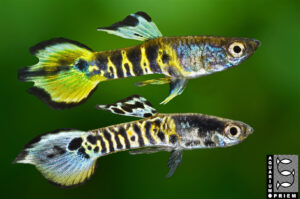guppy tiger mm priem