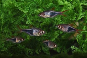 keilfleckbärbling trigonostigma heteromorpha gruppe a