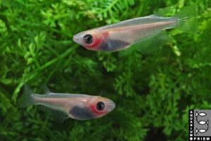 oryzias latipes white panda mw priem 