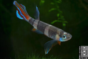 pseudepiplatys annulatus monrovia priem