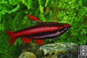 purpurziersalmler nannostomus mortenthaleri priem