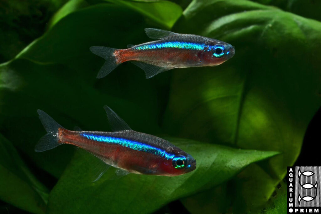 roter neon paracheirodon axelrodi 2xpriem