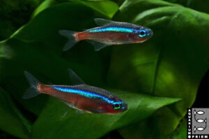 roter neon paracheirodon axelrodi 2xpriem