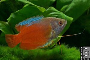roter zwergfadenfisch colisa lalia red priem 1 1024x683 (1)