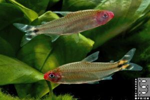 rotkopfsalmler hemigrammus bleheri 2xapriem