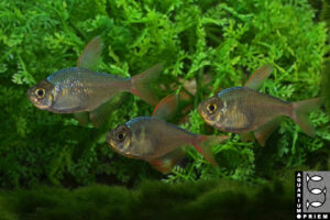 schmucksalmler hyphessobrycon rosaceus gruppe priem
