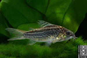 schönerpanzerwels corydoras elegans priem