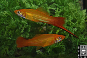 schwertträger gold xiphophorus hellerii priem
