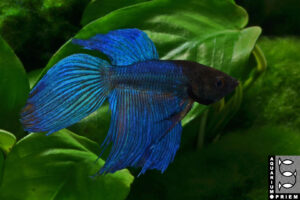 siamesischer kampffisch betta splendens blau priem