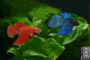 siamesischer kampffisch betta splendens blaurot priem