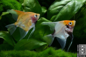 skalar koi pterophyllum scalare 2xpriem