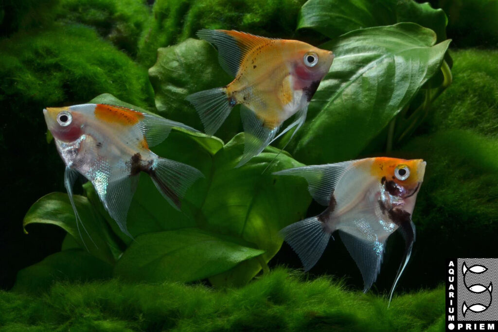 skalar koi pterophyllum scalare g priem