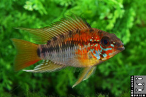 villavicencio zwergbundbarsch apistogramma macmasteri priem