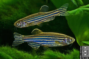 zebrabärbling brachydanio rerio mw priem