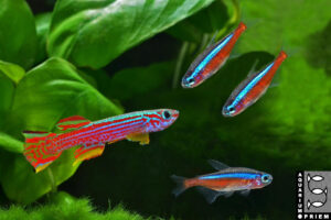 striatum roter neon priem